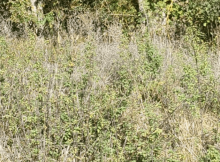 People told they have ‘vision of a sniper’ if they can spot hidden deer in forest