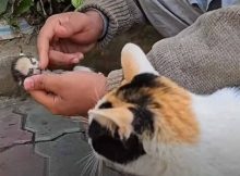 Mama cat places her dying kitten in man’s hands, receives a response she will never forget